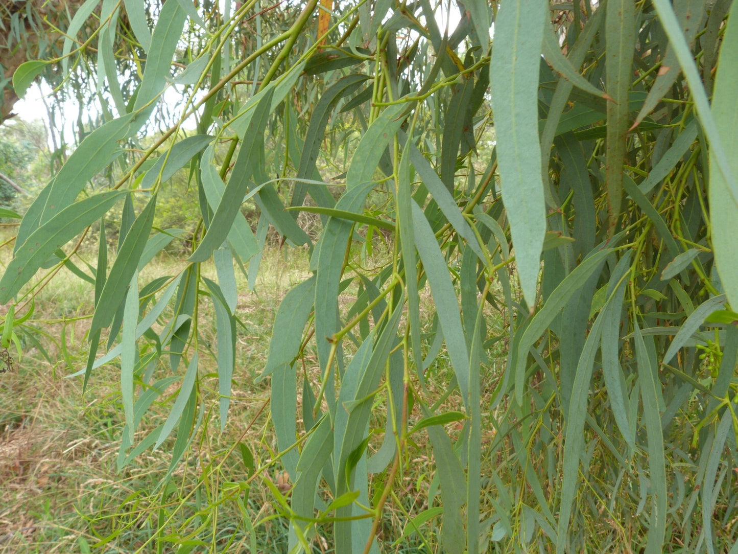 Miel d'eucalyptus