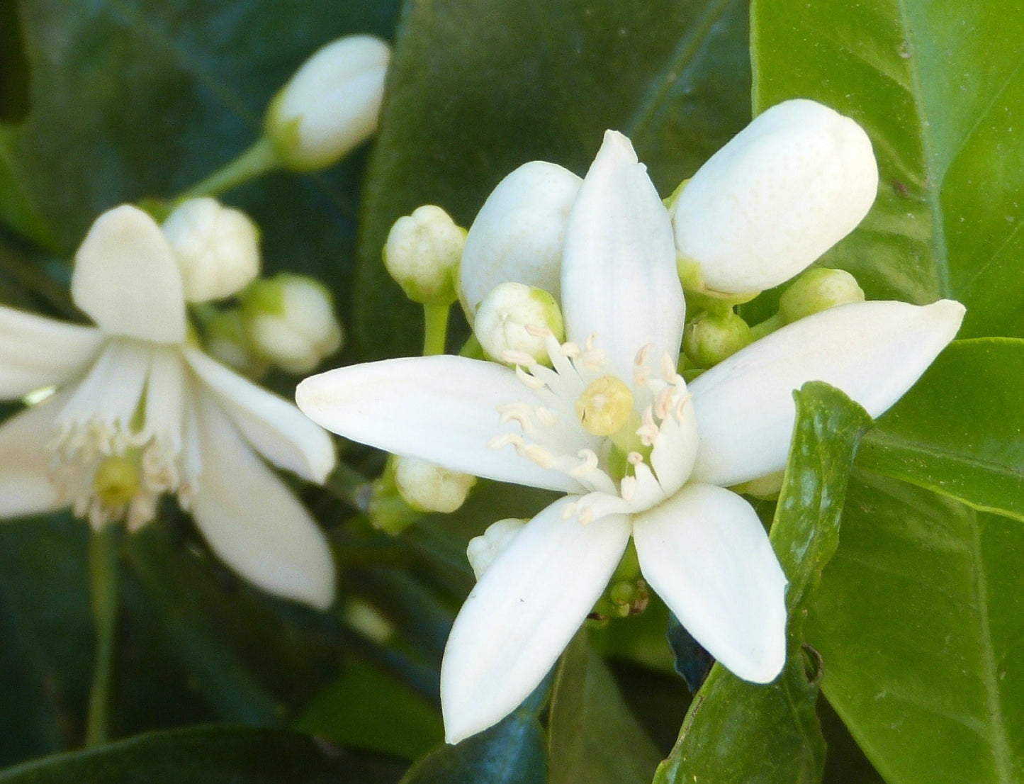 Miel Fleur d'oranger